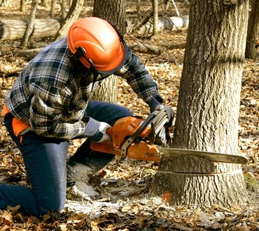 Tree Removal in Hankins, NY